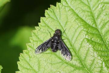 Anthrax anthrax, family Bee flies (Bombyliidae). A black fly on a leaf in a Dutch garden. June,...