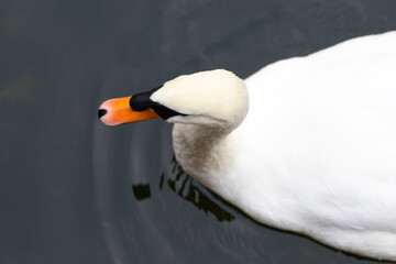 swans on a lake. Beautiful white swan with the family in swan lake, romance, seasonal postcard