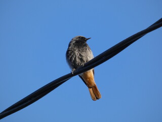 Black redstart (Phoenicurus ochruros) - grey bird perched on a black wire, Poland