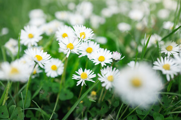 Daisy flowers amongst green grass and clovers. One large daisy is in soft focus in the foreground.