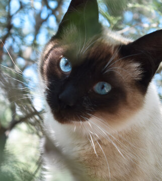 Gato capuchino con ojos azules 