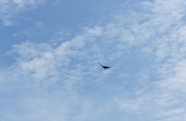 Un ave volando en un cielo azul