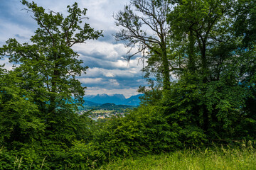 trees in the forest - Hellbrunner Berg Monatsschlössl