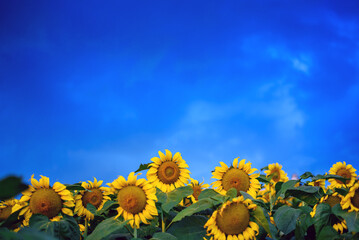 sunflower field in blue hour sky at the evening