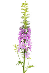 Obraz premium Inflorescence of pink delphinium flowers, lat. Larkspur, isolated on white background
