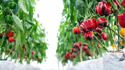 red bell pepper plantation in green house farm - obrazy, fototapety, plakaty