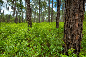 Pine Forest with Undergrowth, Southern Georgia