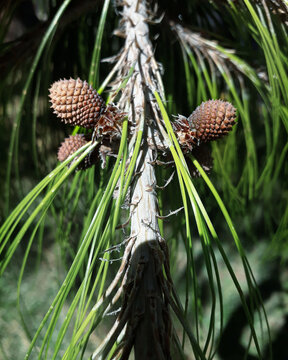 Peque&ntilde;os estrobilos, conos o pi&ntilde;as color cafe