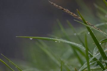 Grass blade with water droplets under rain