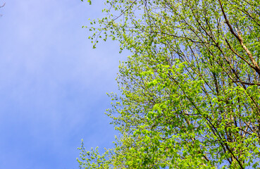 Sunlight photo of green leafy branches on a blue sky background; copy space