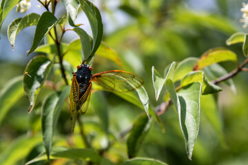 cicada