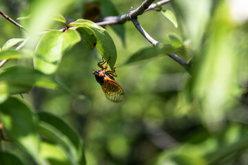 cicada