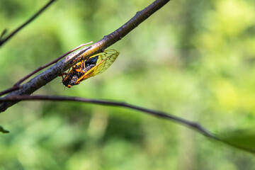 cicada