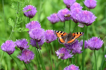 A butterfly, a peacock eye, sits on the flower of a purple chive plant that stands in a flowering meadow