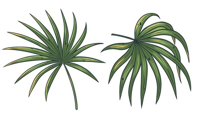 Palm leafs. Tropical exotic plant set for design. Summer hawaii plant. Exotic nature floral for tropic design