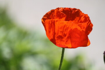 poppy