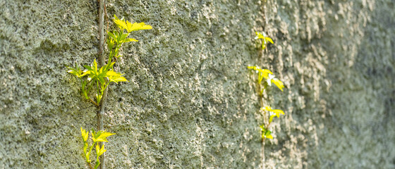 Plants growing on stone wall. Plants grow on a stone wall. Concept of growth in spite of the circumstances. Overcoming obstacles concept