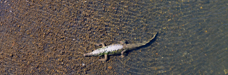 Crocodile Under Water Seen from Above