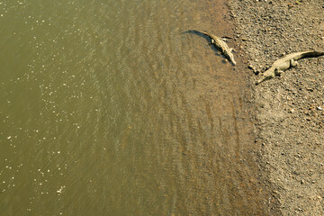 Two Crocodiles As Seen from the Bridge