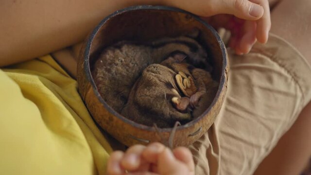 A woman and her little son visit a cafe with animals. Cafe where you can contact animals. A boy holds a nest with two sleepy flying squirrels