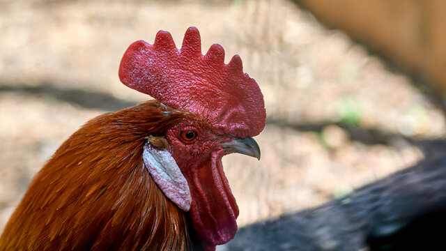 Close up picture of a nice red-crested rooster in its farmyard