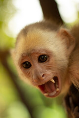 close up of a macaque