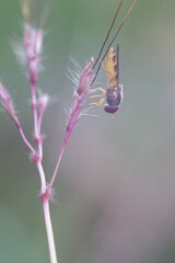hoverfly on purple grass flower