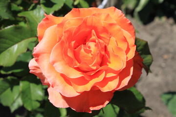 orange rose in garden