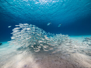 Naklejka na ściany i meble Bait ball, school of fish in turquoise water of coral reef in Caribbean Sea, Curacao