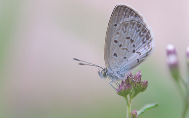 close up macro of pale grass blue butterfly on pink flower