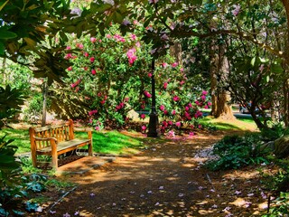 Bench along the walkway in the park with blooming rhododendrons