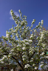 A pear tree in abundant bloom. Many small white flowers on branches with green leaves. Spring. The awakening of nature. White flower background