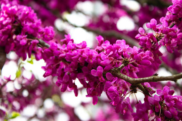 European scarlet, or Cercis European, or Judas tree (lat.Cercis siliquastrum). A densely flowering tree dotted with bright small pink flowers with a touch of fuchsia.
