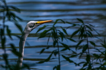 Great Egret in the shadows 