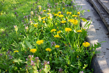 Yellow dandelions and field grass. Beautiful meadow. Spring. The awakening of nature. White flower background