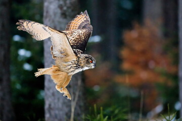 A great strong brown owl with huge red eyes flying through the forest on a red and green trees...