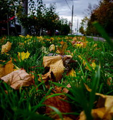 autumn leaves in the park
