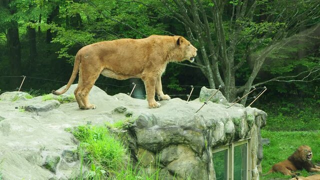 岩の上で吠えるメスライオン