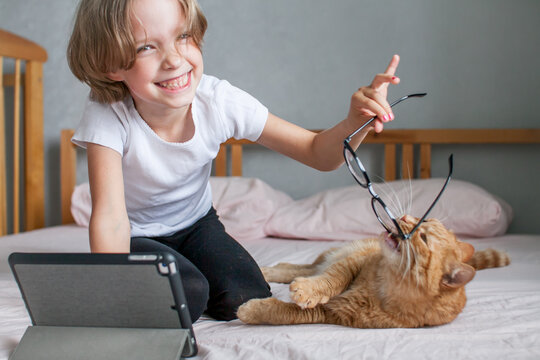 A little girl is doing her homework online, a fat ginger cat is lying nearby. The girl plays with the cat with glasses. High quality photo
