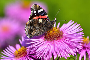 Motyl Vanessa