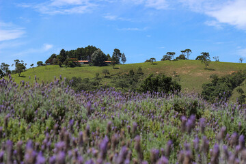 Plakat lavender field