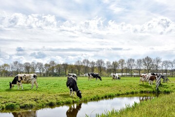 Typical Dutch, land with green, flat landscapes and grazing cows. 
Typische Nederlands, land met groene, vlakke landschappen en grazende koeien.
