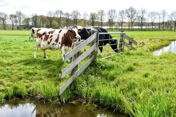Fototapeten Typical Dutch landscape with cows at the fence and waterTypisch Nederlands landschap met koeien bij het hek en water. Netherlands, Holland, Europe © Gina
