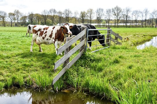 Typical Dutch landscape with cows at the fence and waterTypisch Nederlands landschap met koeien bij het hek en water. Netherlands, Holland, Europe