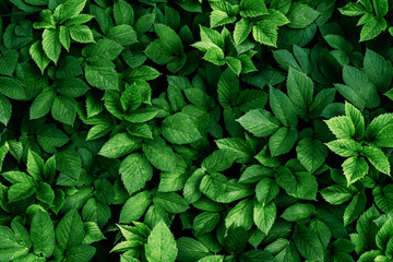Green leaves pattern background, natural background and wallpaper. Nature of green leaf in garden at summer. Natural green leaves plants using as spring background. Vertical. Selective focus.