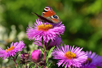 Motyl na astrach © EwaAF