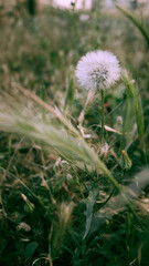 Fluffy dandelion in the green grass. Taraxacum officinale