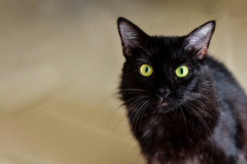black cat portrait, international cat day,  world animal day, animal adoption day, san francisco de...