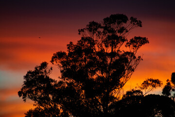arboles en contraste a un atardecer colorido, anaranjado 