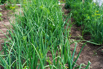 Green onions growing in the garden. Spring vegetables. Green onions seedlings in the vegetable garden. Home growing vegetables in spring time.
